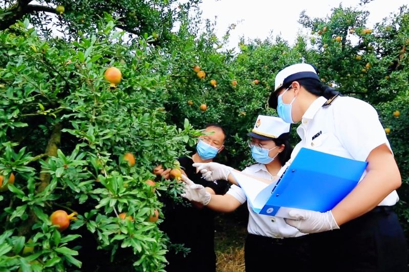 昆明海关推进特色产业帮扶 为乡村振兴注入动力